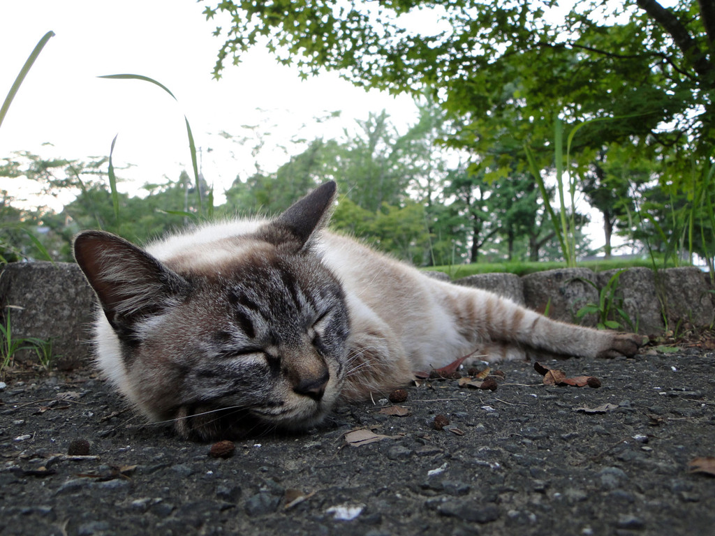 おやすみなさい