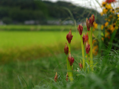 芽を出した彼岸花