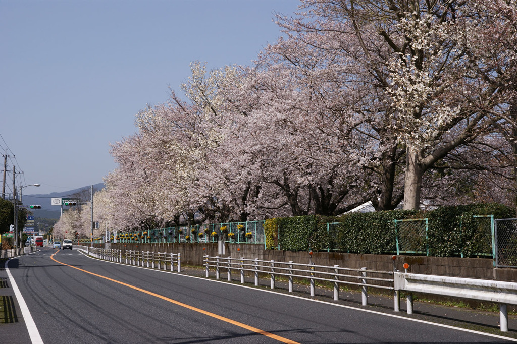 高校の桜と辛夷