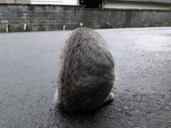 後ろ姿