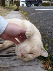 運動公園のノラネコ２