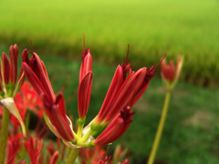 稲穂と開花中の彼岸花