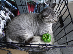 猫とピーマン
