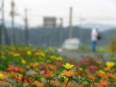 交差点の花壇