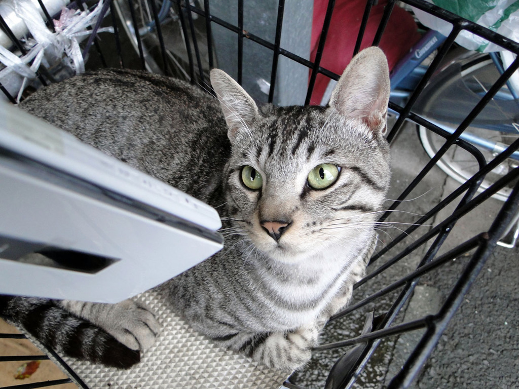 着信音に気づくトラ