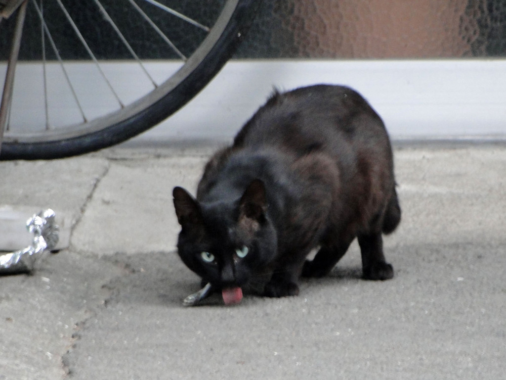 このエサは俺のものだ！