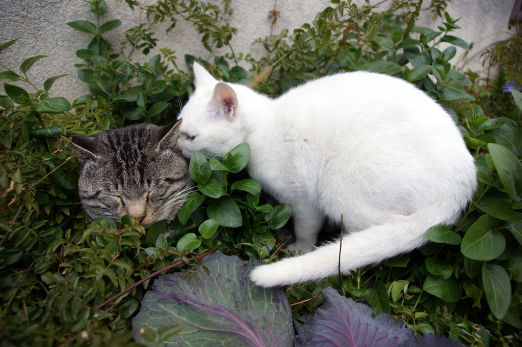 ひそひそ・・・