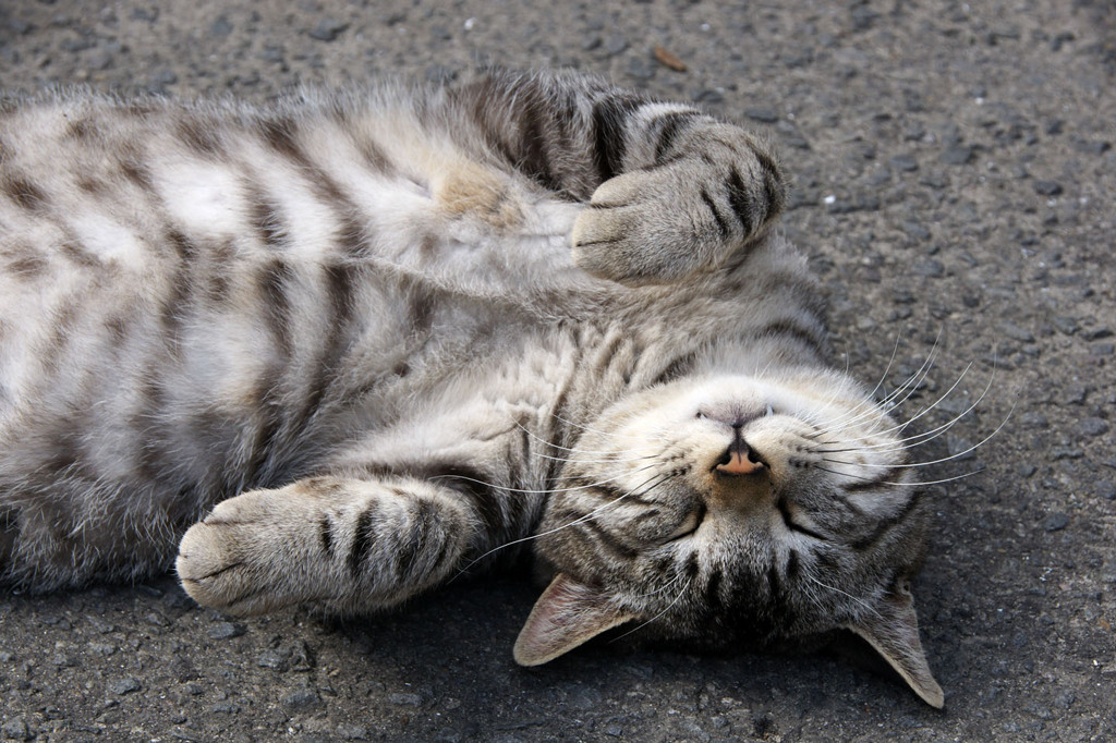 カメラを向けると