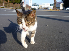 何かちょうだい