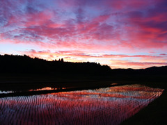 夕日に染まる水田と空