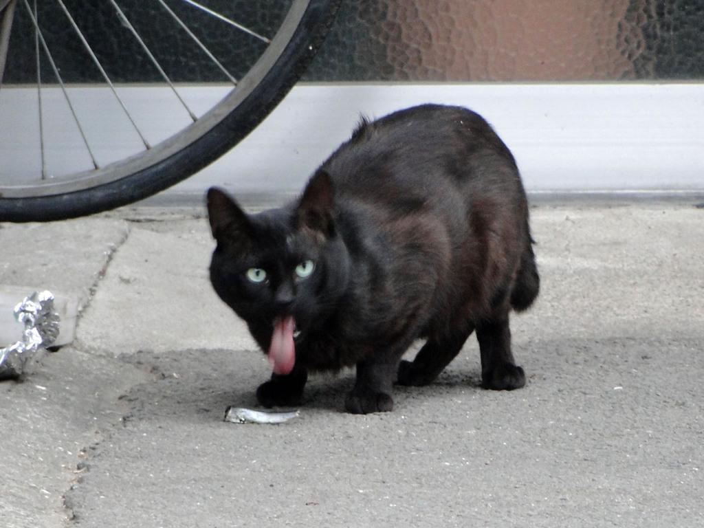 あ！、見られた！