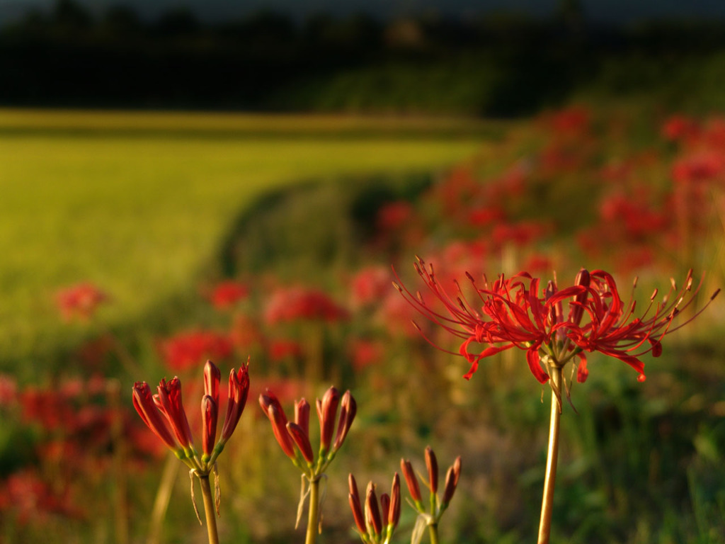 開花中の彼岸花