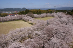 満開の桜