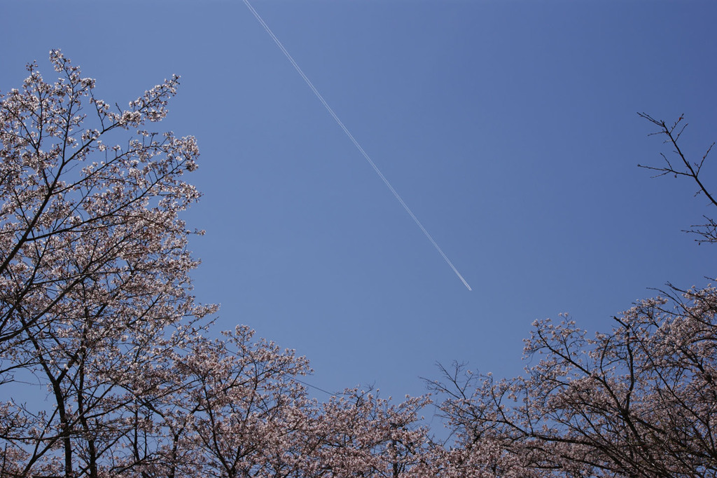 桜と飛行機雲