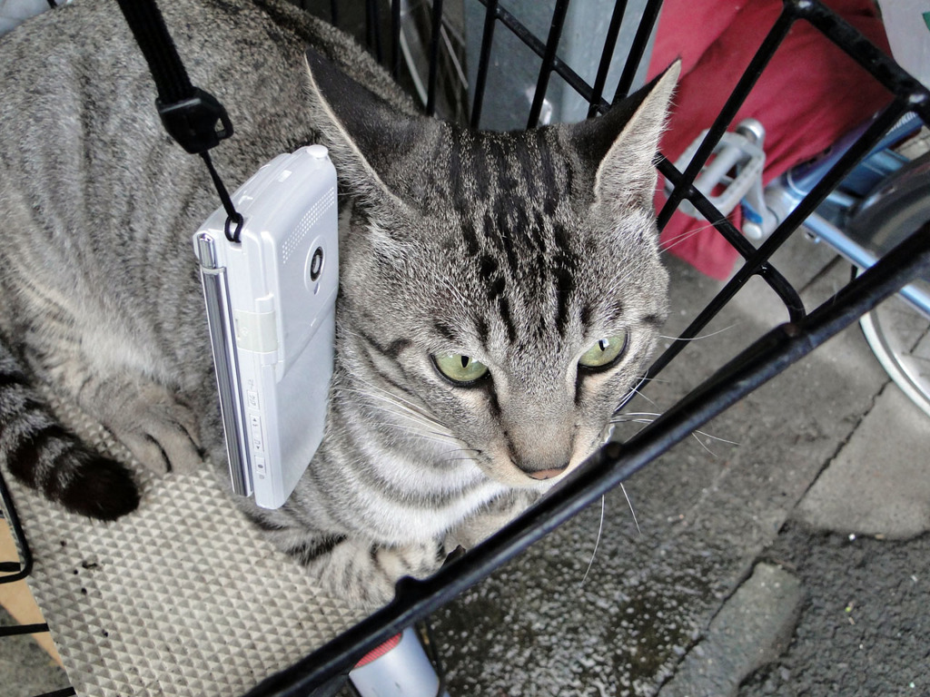 着信音を聴くトラ