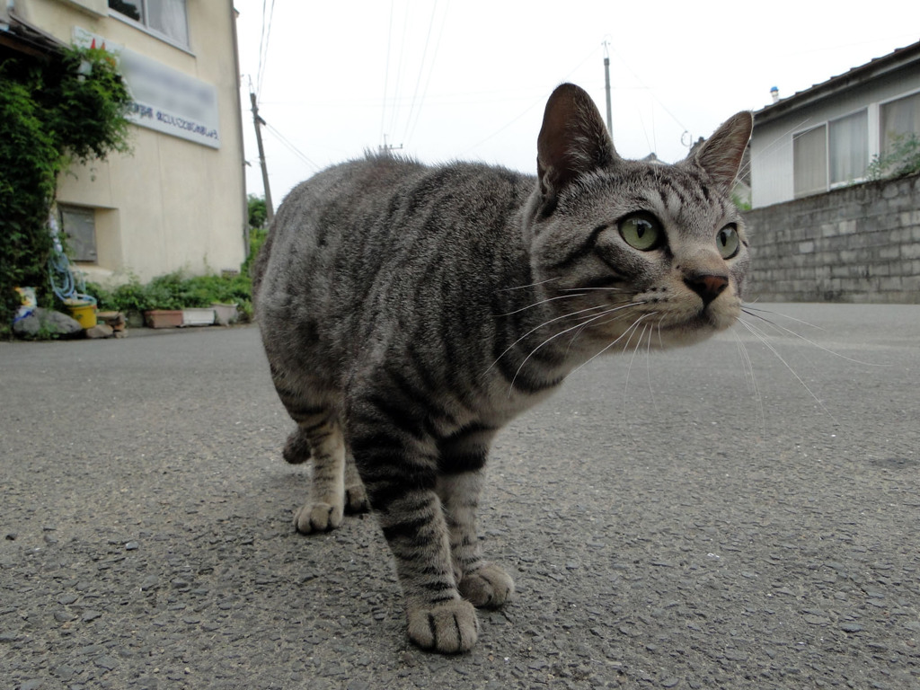 ライバルを発見