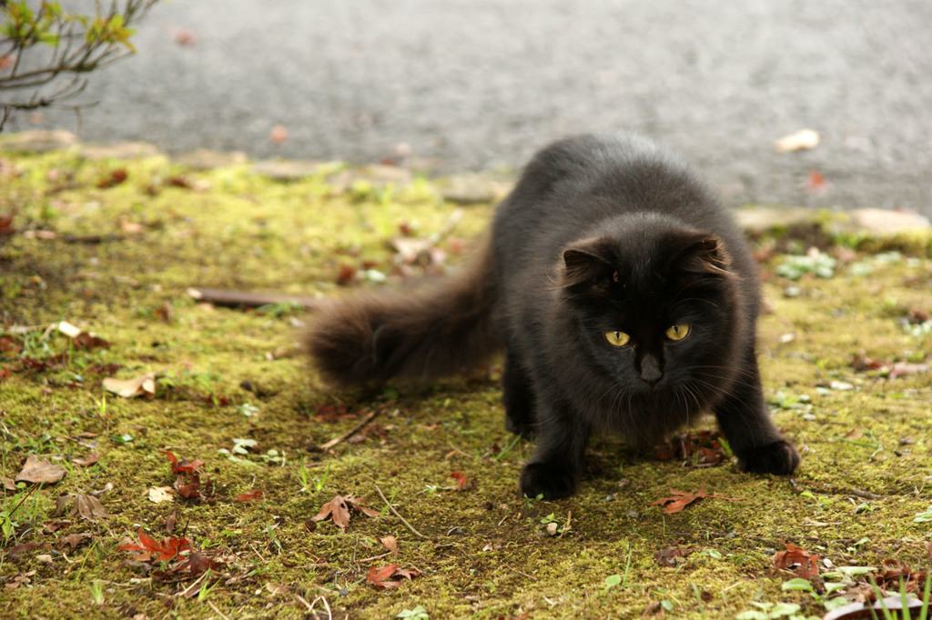 公園の猫（５）