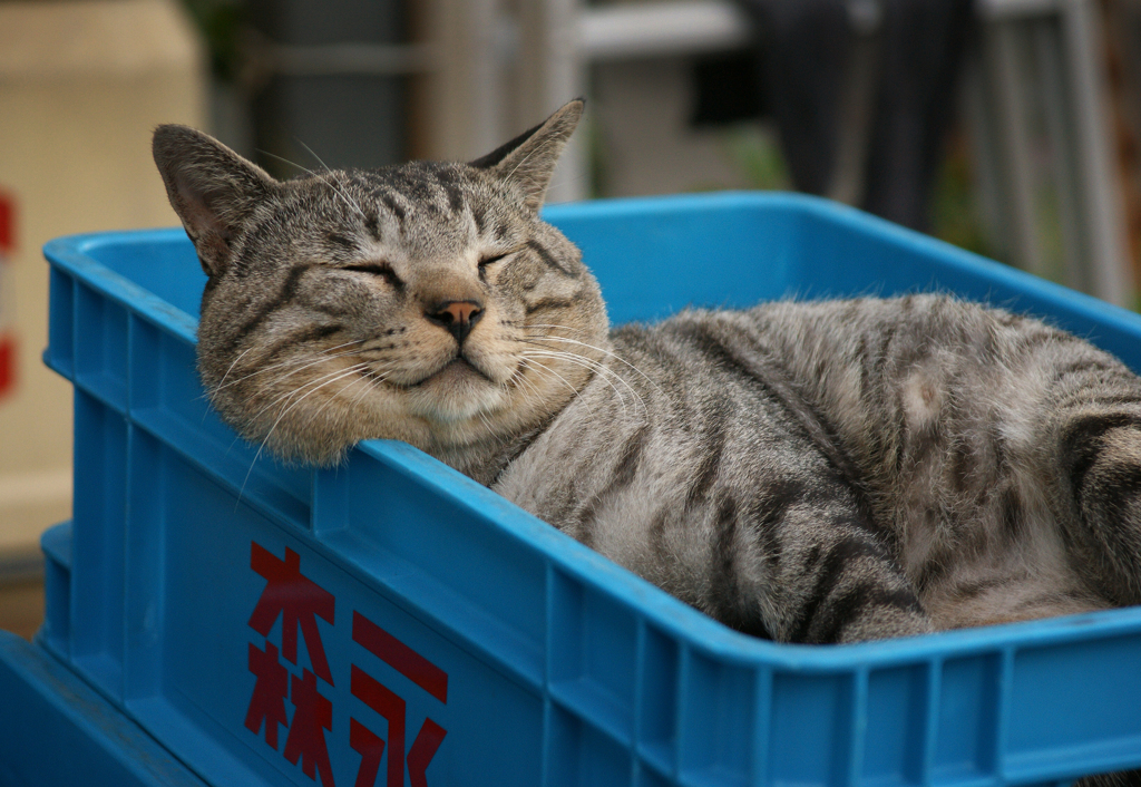 牛乳屋の猫