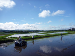 田植え日和