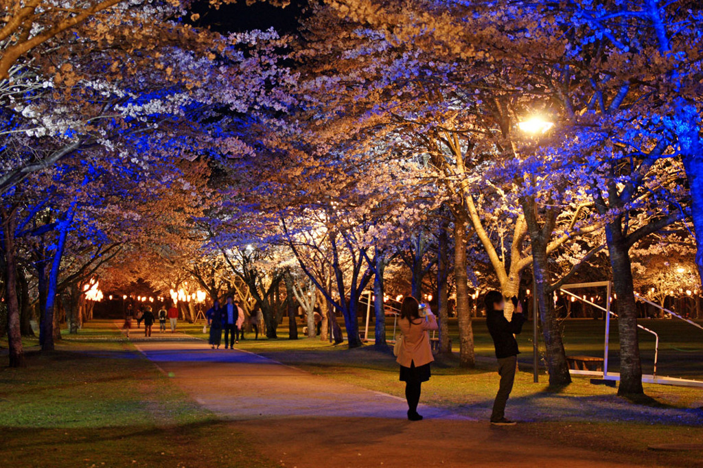 夜桜に惹かれて