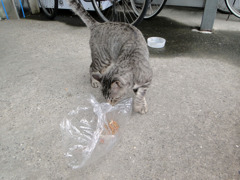 どうしてもエサを食べたくて