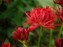 開花したダイヤモンドリリー