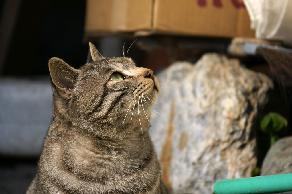 スズメを見つけた