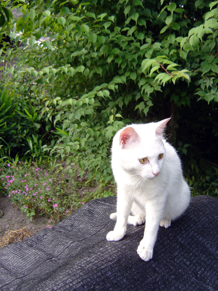 クヌギの木の上で