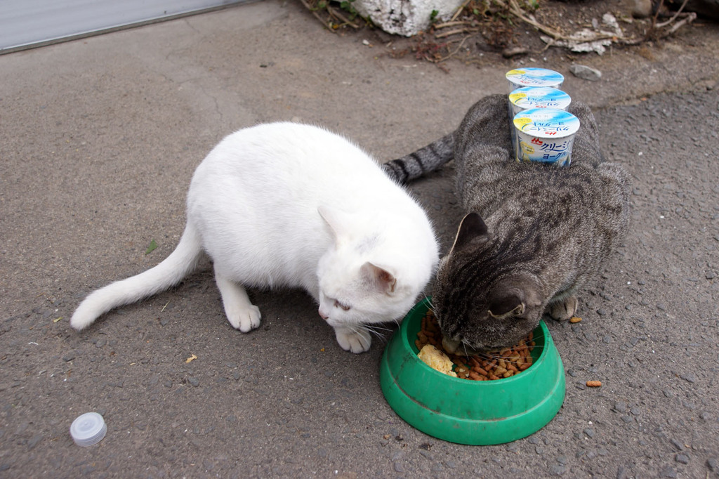 猫とヨーグルト