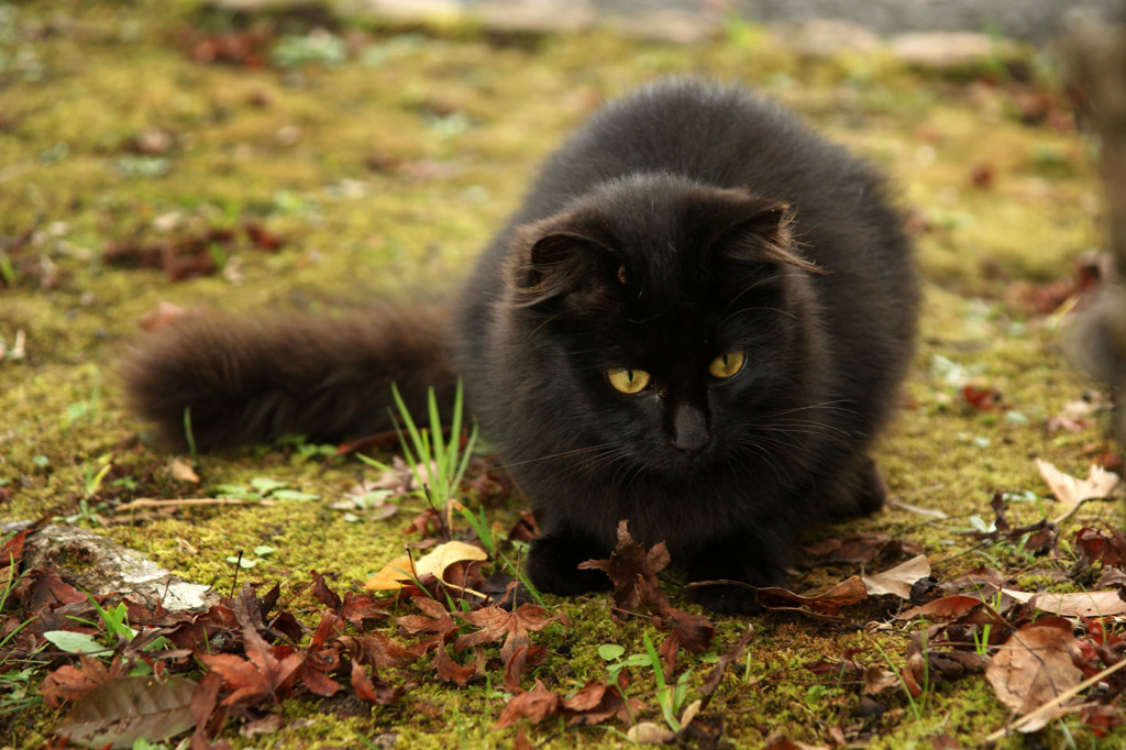 公園の猫（６）