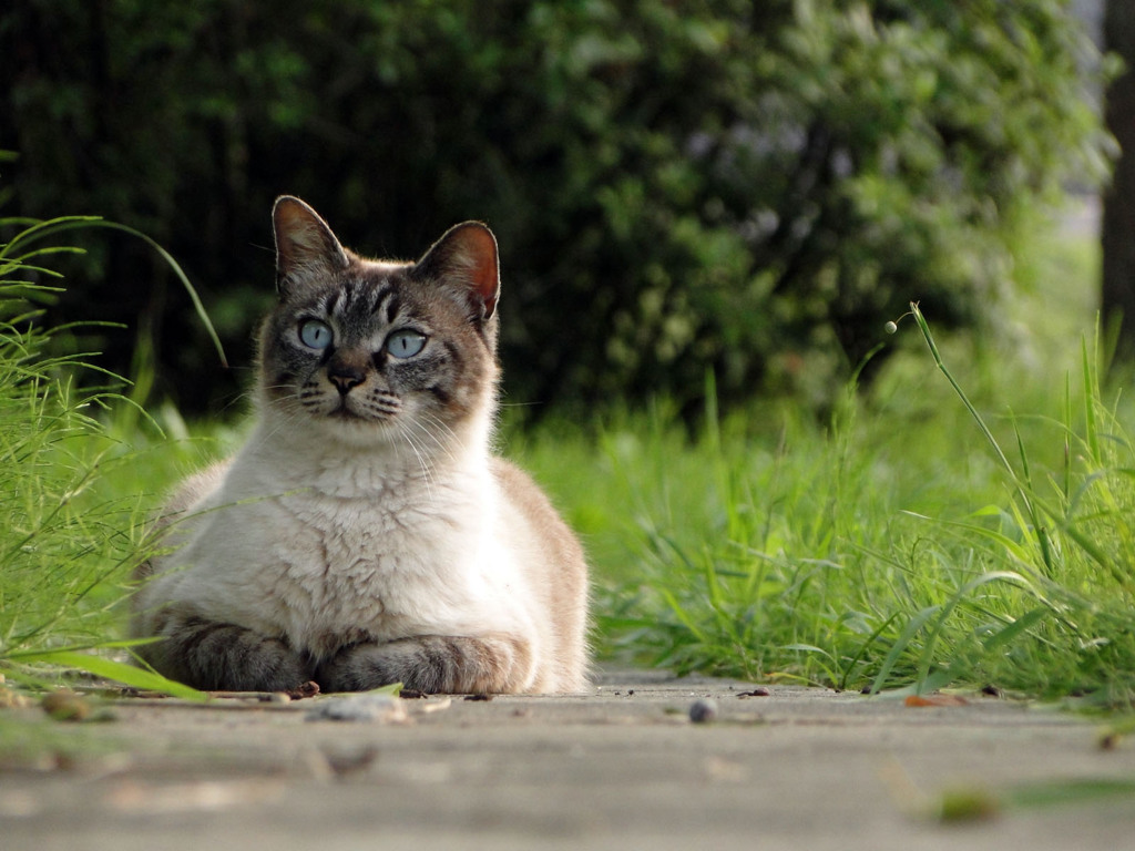 草むらの向こうに・・・