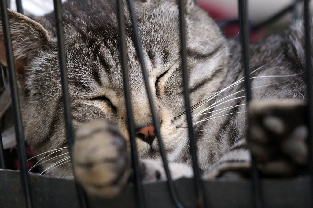 昼寝はカゴの中で