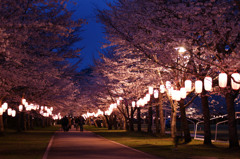 夜桜を眺めながら