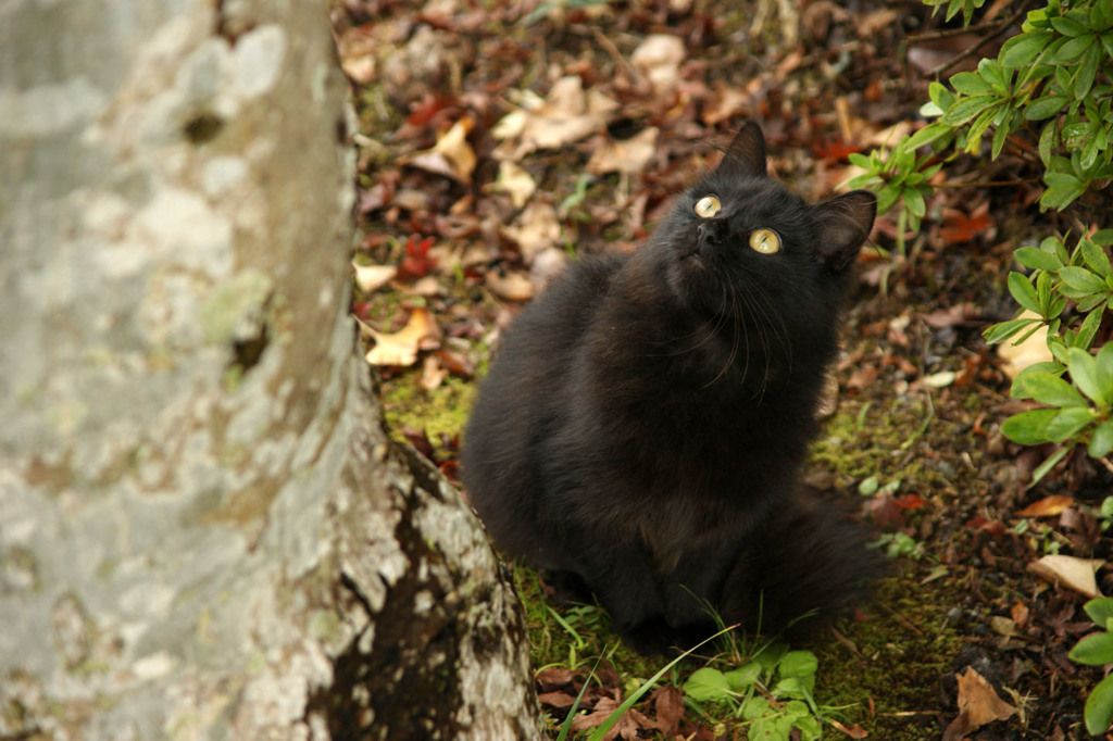 公園の猫（４）