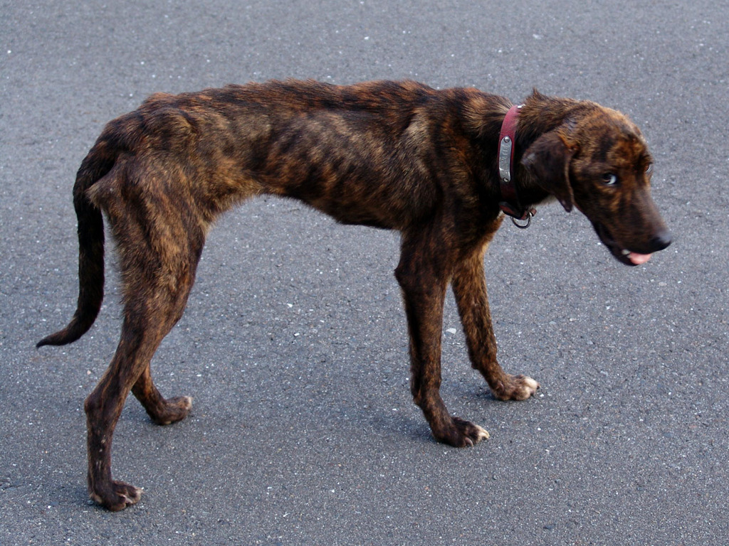 山道を彷徨う猟犬