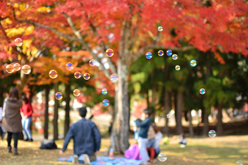 シャボン紅葉