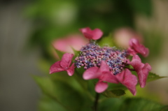 DSCF4968