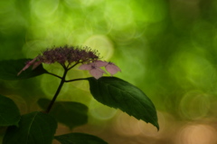 DSCF3044