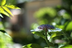 DSCF4743