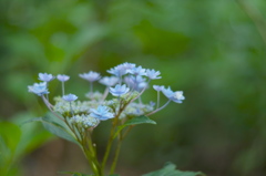 紫陽花