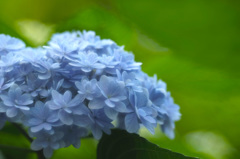 紫陽花