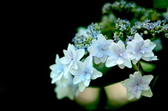 DSCF4735