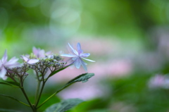 紫陽花