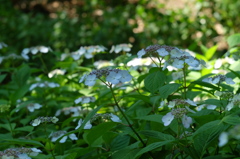 DSCF3323