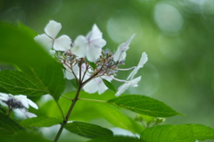 紫陽花