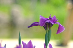 DSCF3253