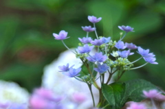 紫陽花