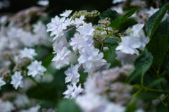 紫陽花