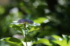 DSCF4746