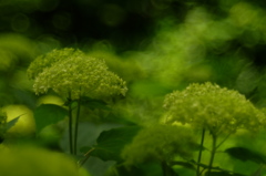 DSCF3035